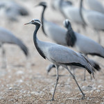 Demoiselle Crane