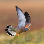 A Lesser Kestrel taking flight