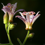 My notion of a great photographer at that point was something akin to an explorer....