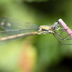 Not Like the Others - _TNY_5037