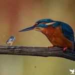 &lsquo;The one that got away&rsquo; - Kingfisher loses fish whilst bashing against a branch (Lincolnshire Uk)