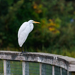 Great Egret #7 - 2022-09-03