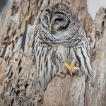 Barred Owl