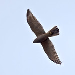 Brown Goshawk (Tachyspiza fasciatus didimus) - 20221003-01