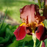 Iris