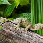 Leaf-tailed Gecko Or Flat-tailed Gecko