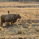 Highland Cow Kinnordy Angus