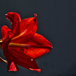 Amaryllis