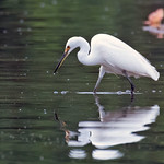 Little Egret (Egretta garzetta immaculata) - 20221014-05