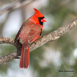 Cardinal rouge - Northern Cardinal