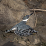 Belted Kingfisher 20211209_2696