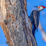 Grand Pic - Dryocopus pileatus - Pileated Woodpecker