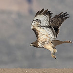 _07A934 Adult Red-tailed Hawk