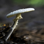 Reaching for the sun !