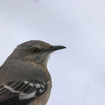24 JANUARY 2023 - Northern Mockingbird - Mimus polyglottis-2