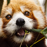 Red Panda