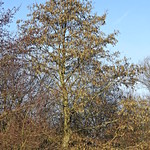 Alder in full bloom 5.2.23