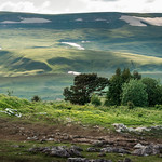 На зелёном ковре. On the green carpet