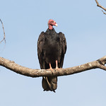 Turkey Vulture (Cathartes aura)