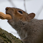 Peanut thief discovered