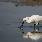 L&ouml;ffler - Spoonbill (June &acute;22)