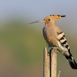 Eurasian Hoopoe