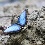 Blauer Morphofalter (Morpho peleides)