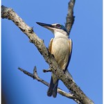 Sacred Kingfisher. (Todiramphus sanctus).