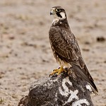 Lanner falcon
