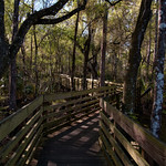Morning on the forest boardwalk.