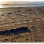 DRIFTWOOD ON THE BEACH
