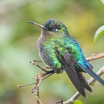 Fiery-throated Hummingbird 503_7862.jpg