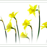 Strictly Storebought Spring