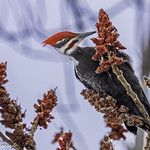 Grand Pic - Dryocopus pileatus - Pileated Woodpecker