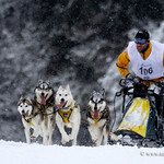 Sled Dog Race