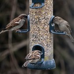 Family breakfast - House Sparrows in our garden