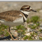 Killdeer_03