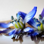 ...early Spring bloom...