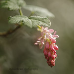 Ribes