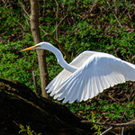 Central Park -Spring 2023-38.jpg