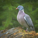 Wood pigeon