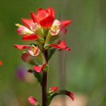 Texas Paintbrush