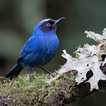 Masked Flowerpiercer