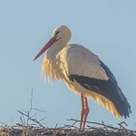 Watching the Sunrise