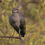 HADADA IBIS // BOSTRYCHIA HAGEDASH (76cm)