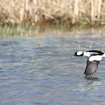 Bufflehead Pair