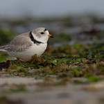 Can't get much cuter!