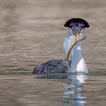 Western Grebe