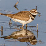 Killdeer at Bombay Hook NWR.