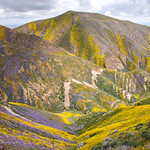 Carrizo Plain NM wildflowers 2023